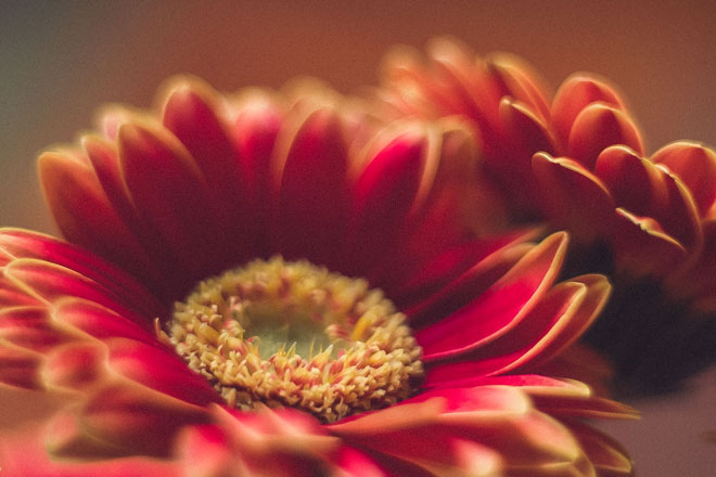 Gerberas